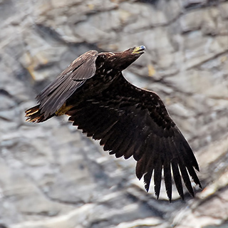 Zodiac tour - White-tailed eagle